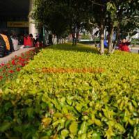 園林綠化工程施工與養(yǎng)護(hù)承包 打造綠色生態(tài)之美